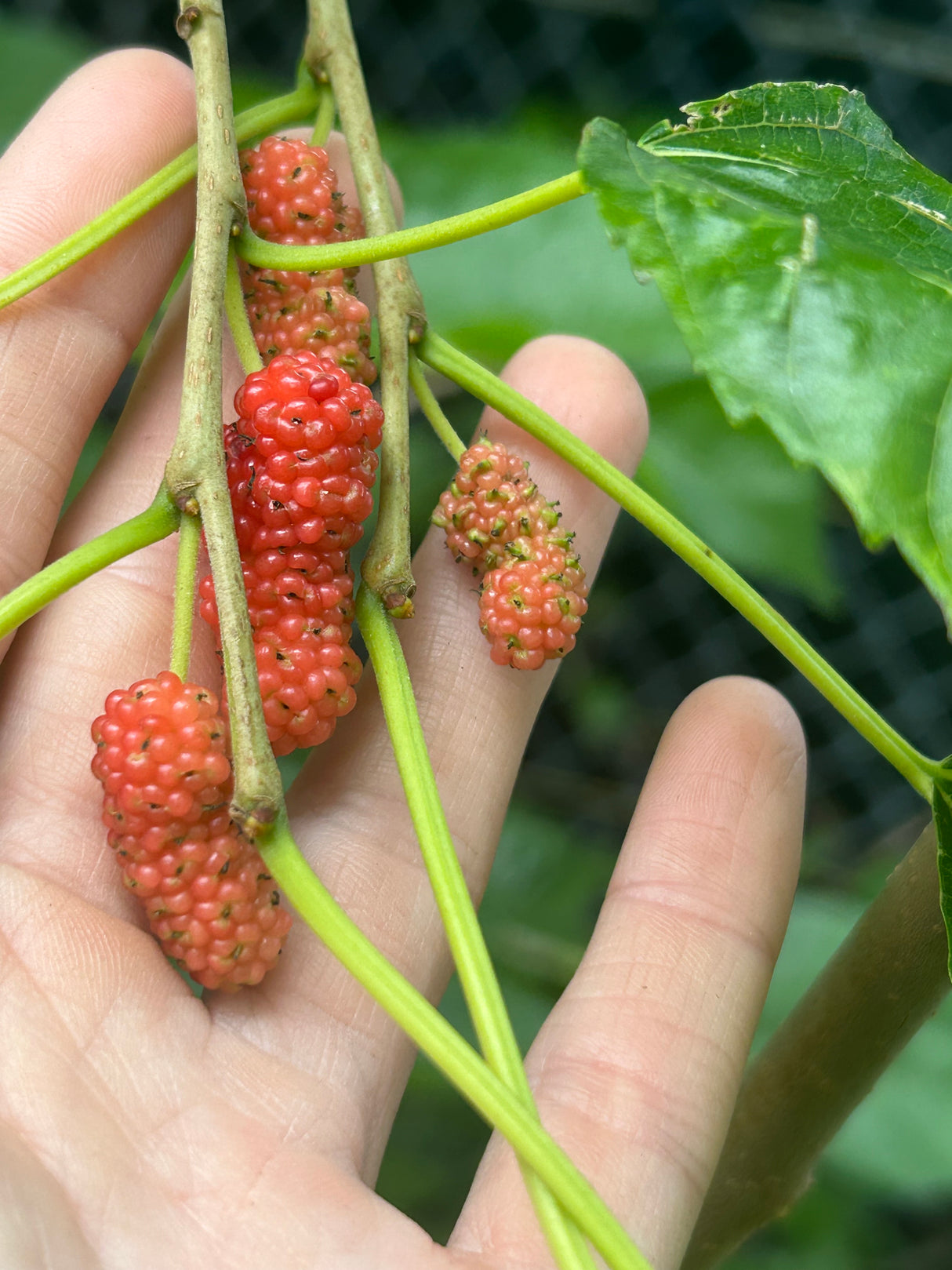 Mulberry Tree 'Sixth Street'