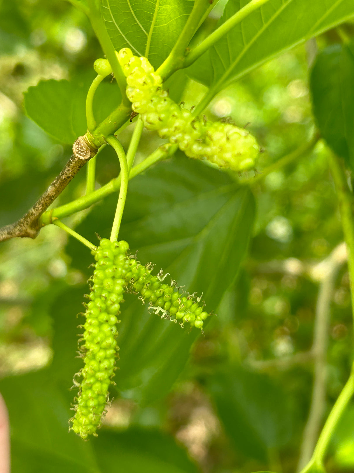 Mulberry Tree 'Australian Green'