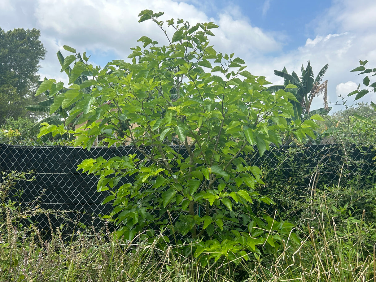 Mulberry Tree 'Australian Green'