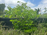 Mulberry Tree 'Australian Green'