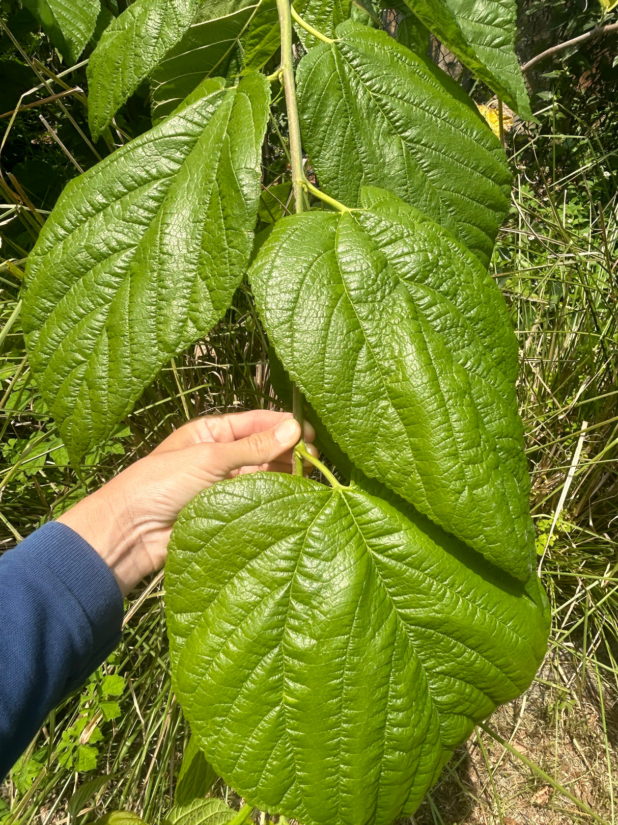 Mulberry Tree 'Florida Giant'