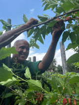Mulberry Tree 'Thai Dwarf'