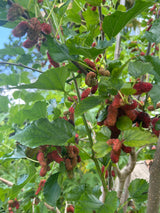 Mulberry Tree 'Thai Dwarf'