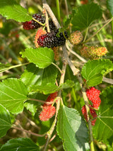 Mulberry Tree 'World's Best'