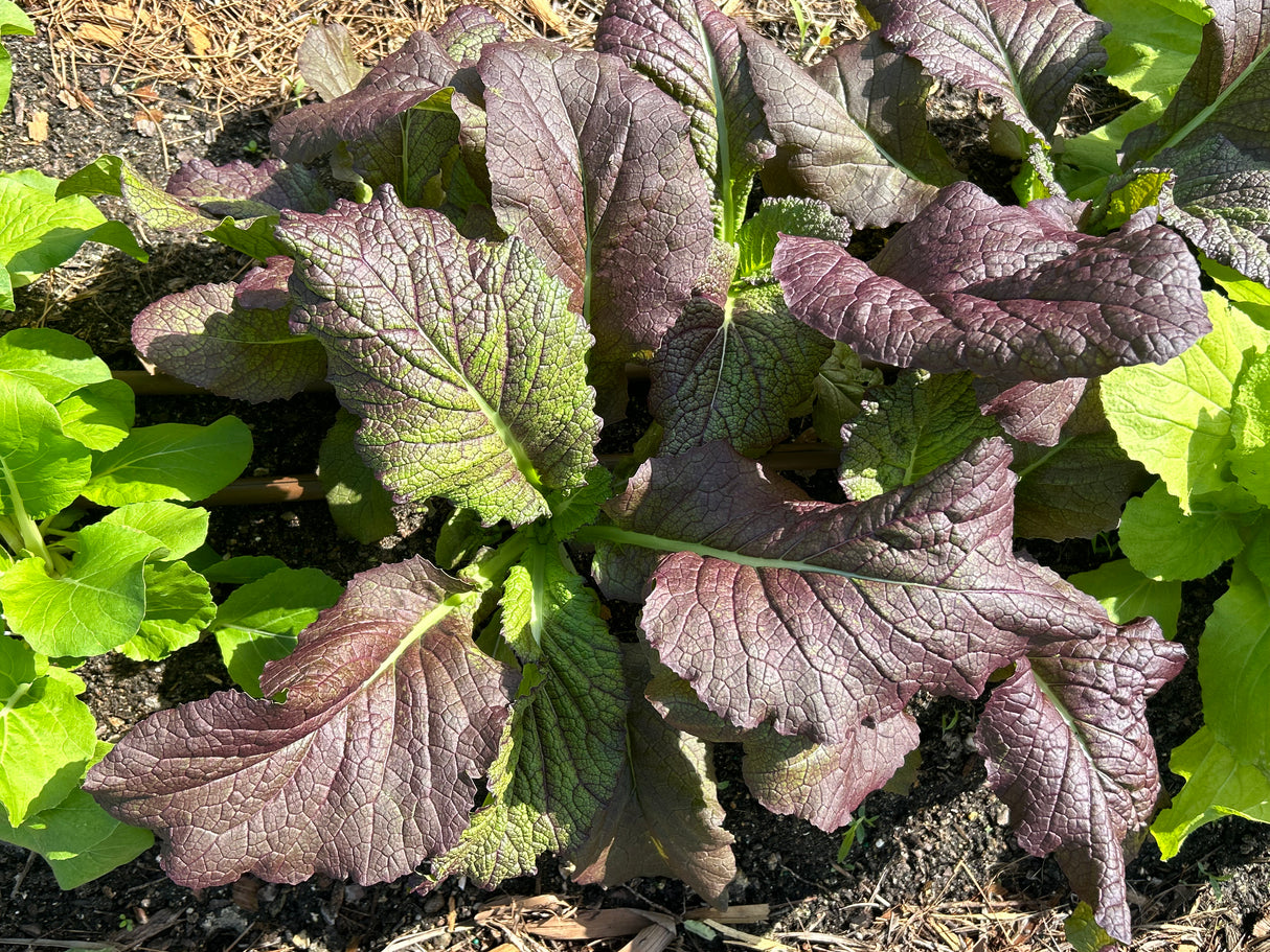 Leafy Greens - 4 inch pot