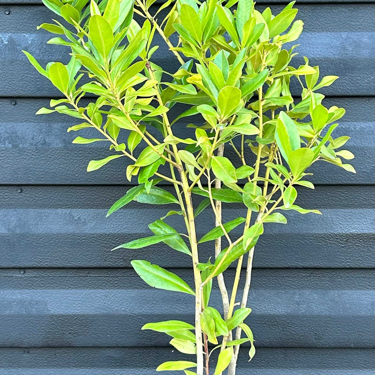 Myrsine Plant – Incredible Edible Landscapes