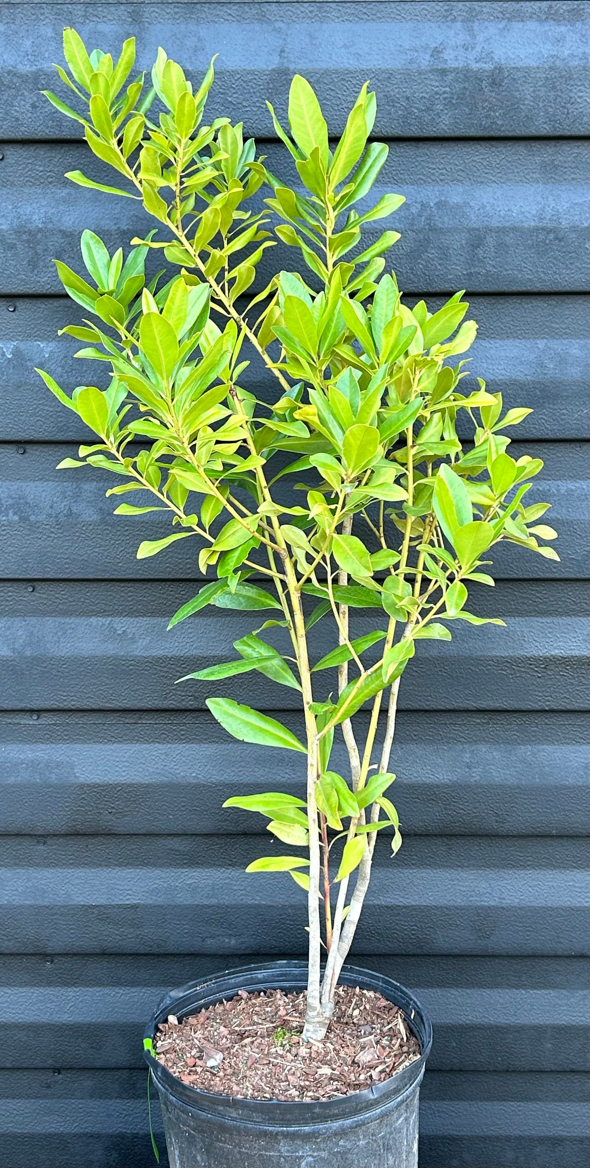 Myrsine Plant – Incredible Edible Landscapes