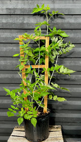 Raspberry ‘Mysore’