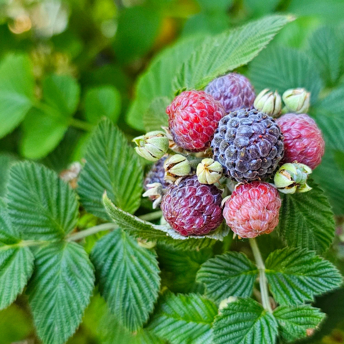 Raspberry ‘Mysore’ – Incredible Edible Landscapes