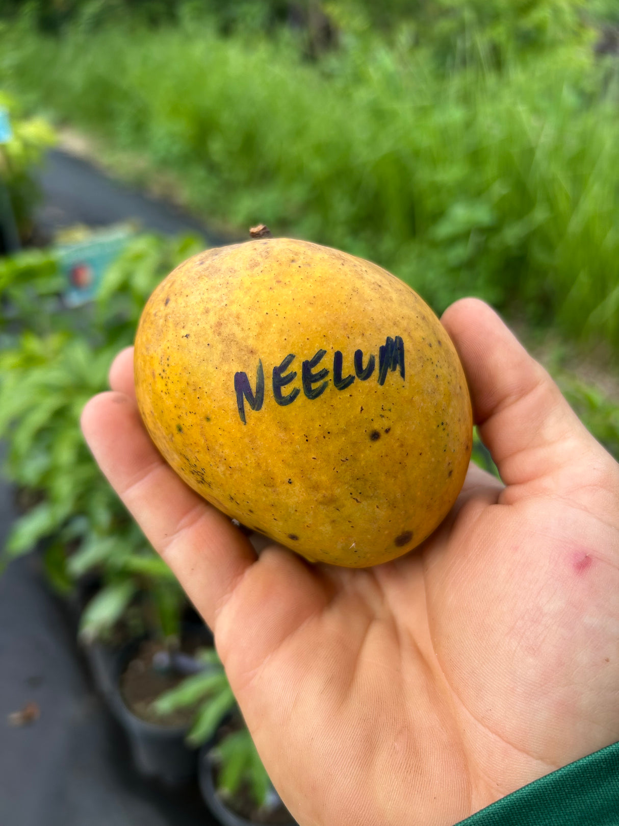 Mango Tree ‘Neelum’