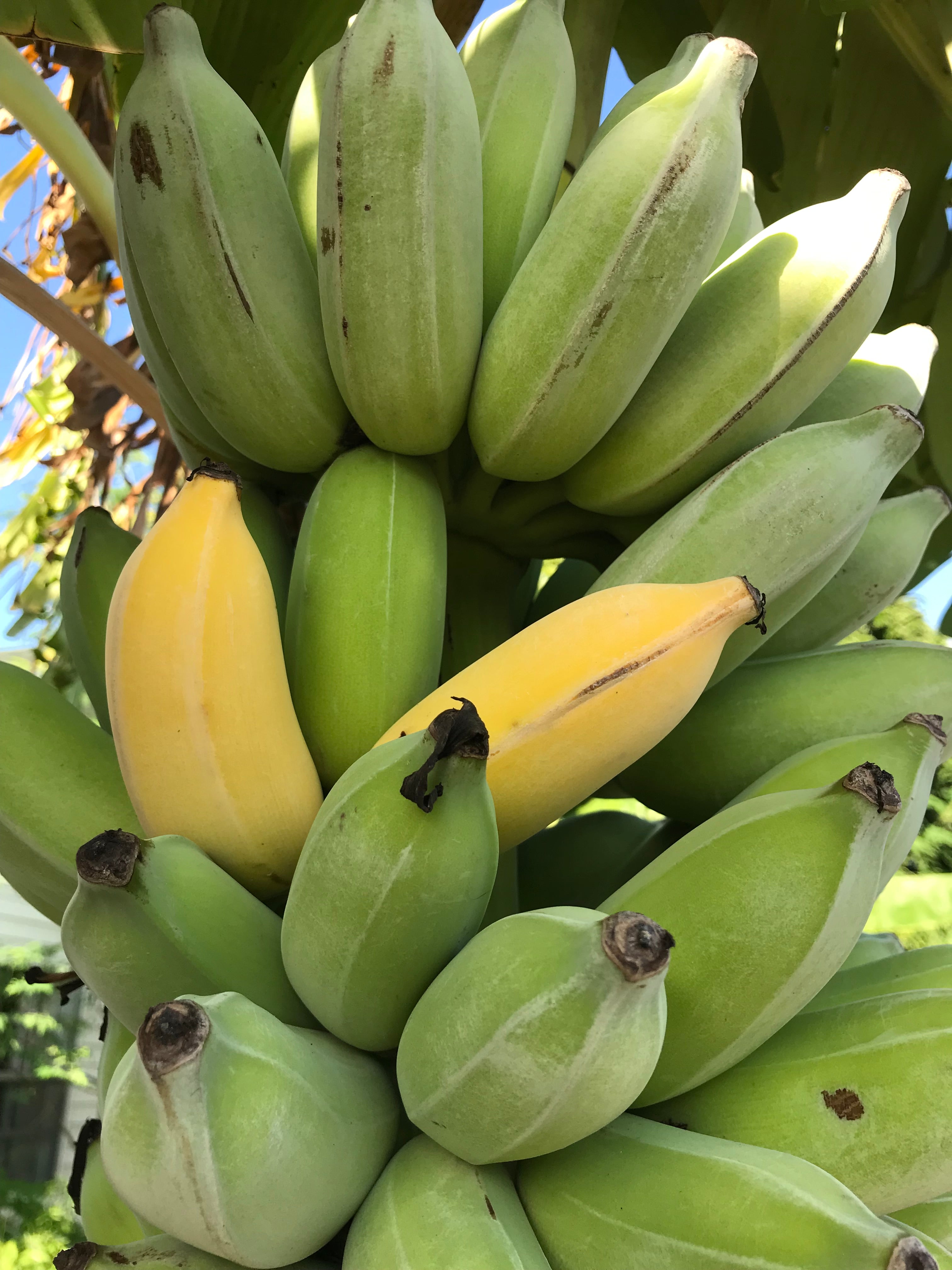 Banana Plant 'Tall Namwa' – Incredible Edible Landscapes