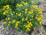 Narrowleaf Yellowtops Plant