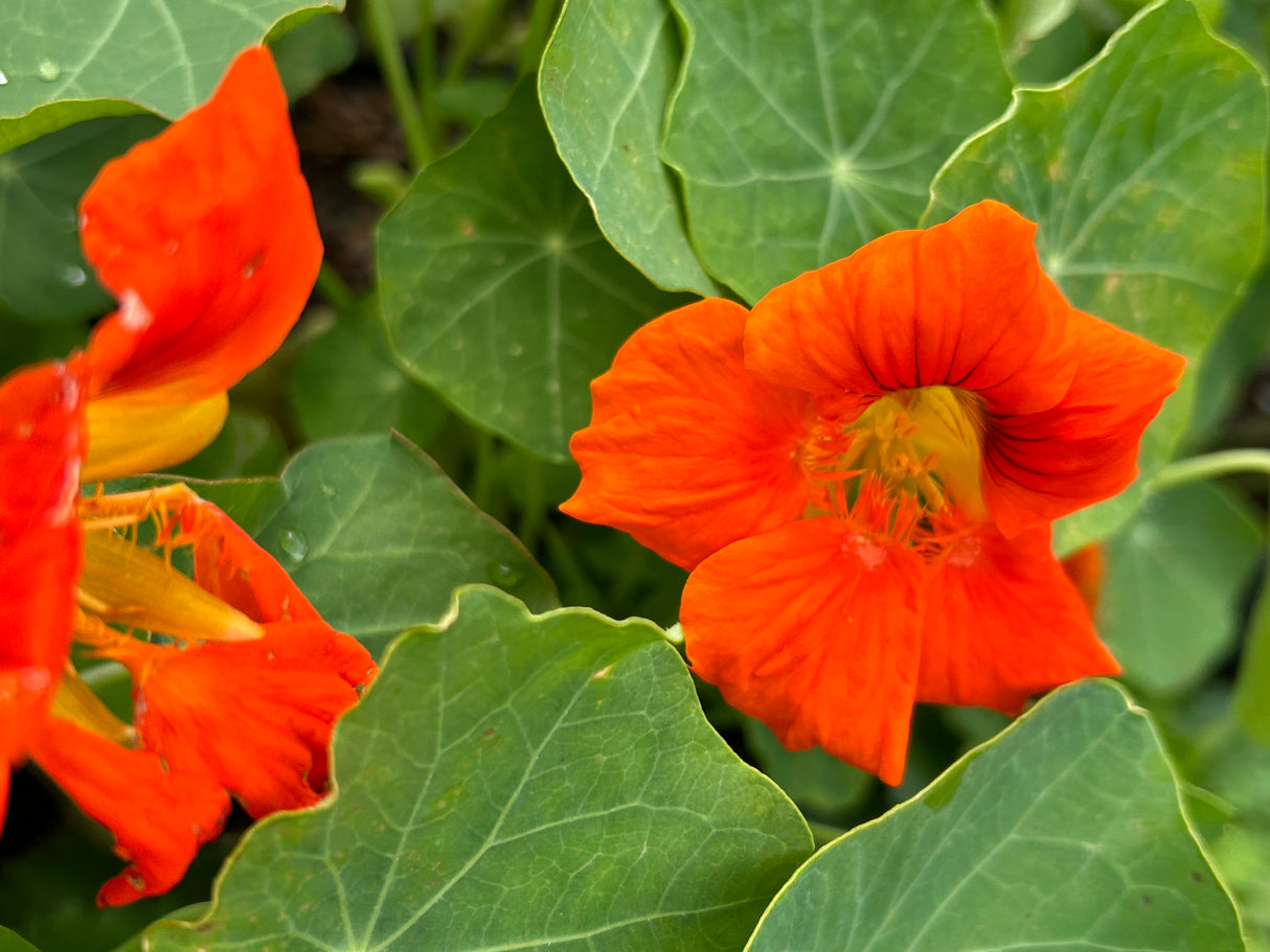 Annual Flowers - 6 inch pot