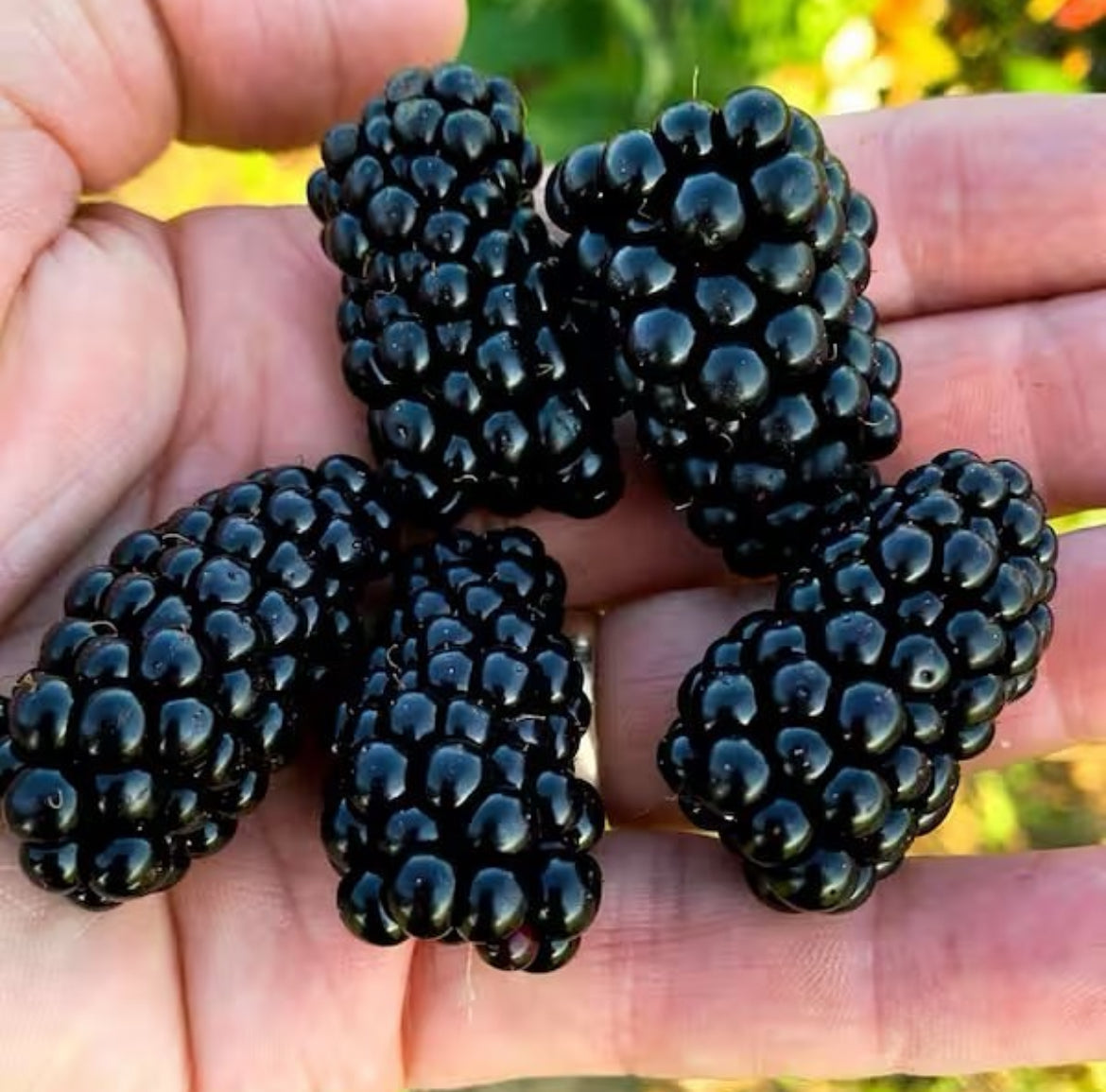 Blackberry Plant- Natchez Thornless