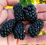Blackberry Plant- Natchez Thornless