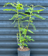 Necklace Pod Plant