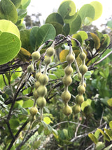 Necklace Pod Plant