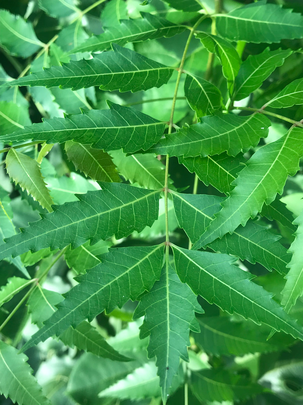 Neem Tree