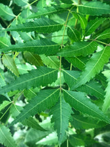 Neem Tree