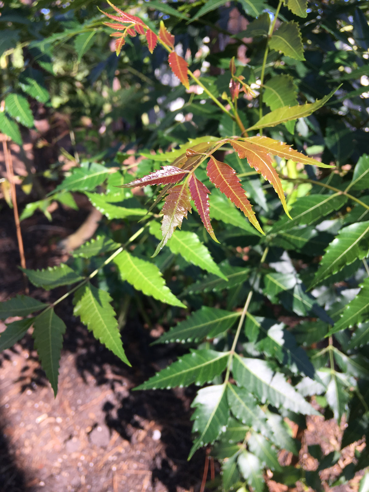 Neem Tree