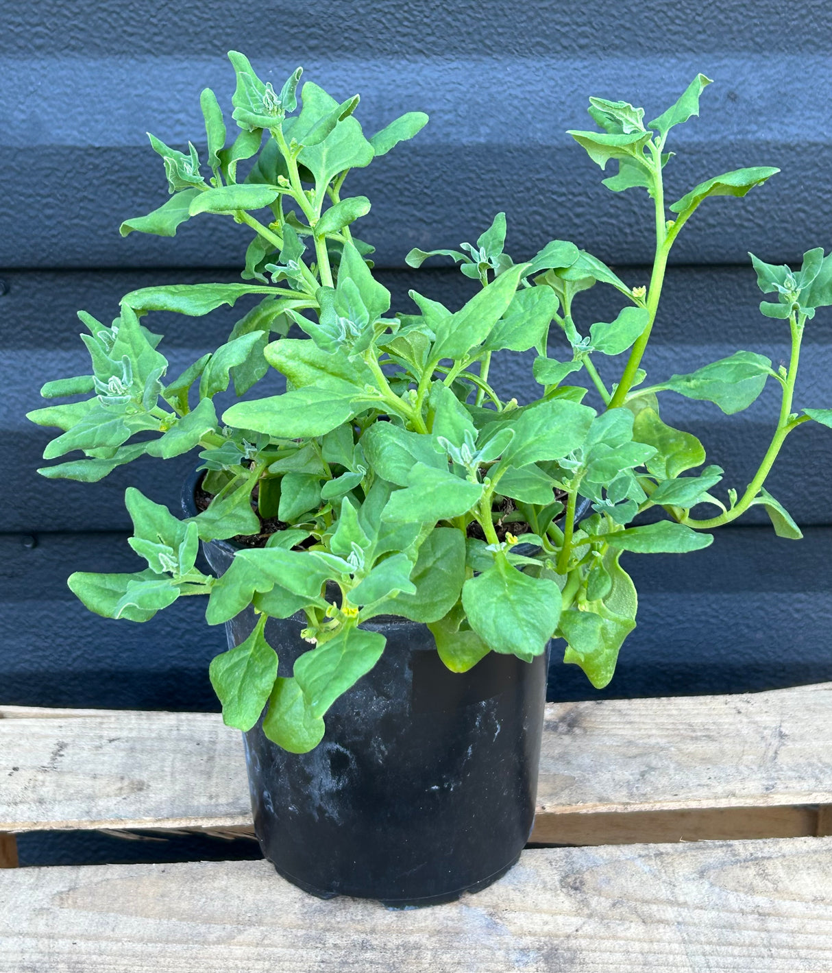 New Zealand Spinach