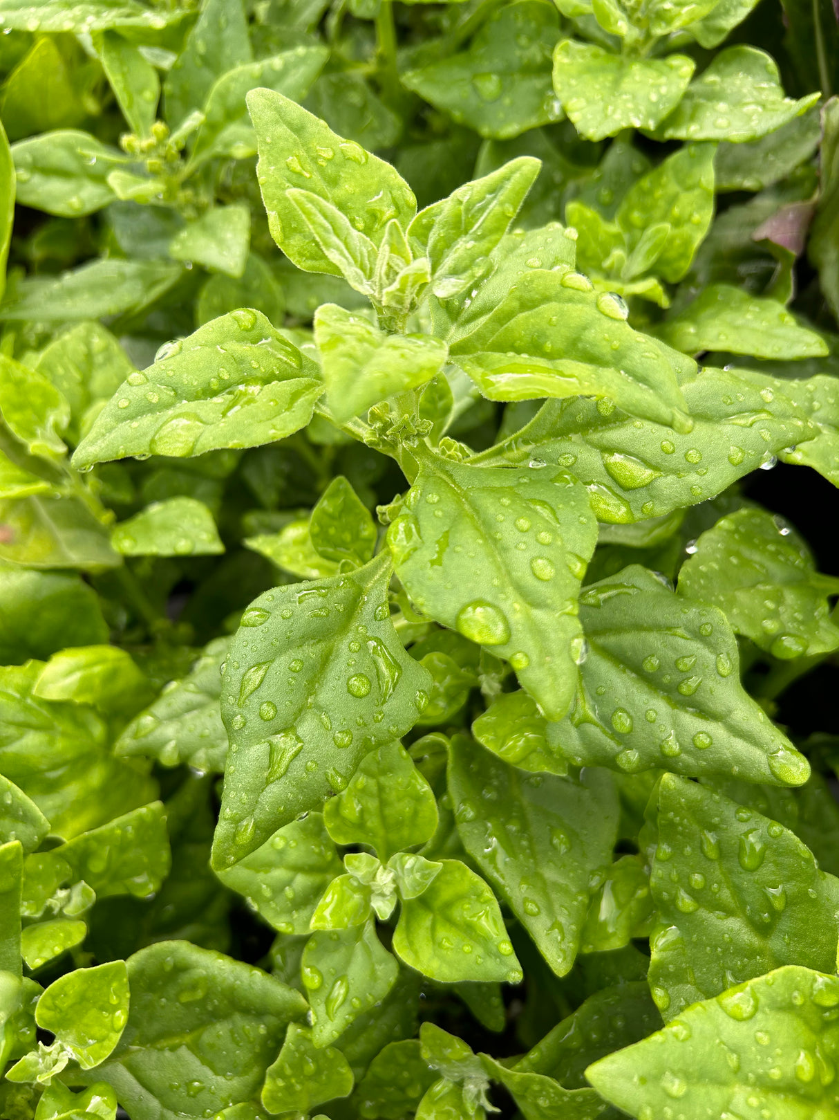 Leafy Greens - 4 inch pot