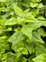 Leafy Greens - 4 inch pot