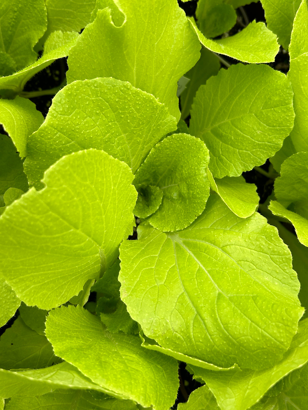 Leafy Greens - 4 inch pot