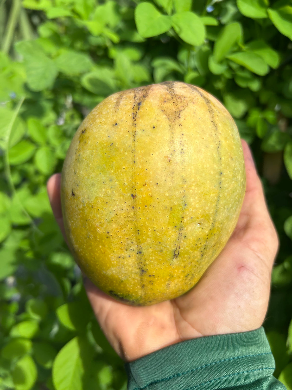 Mango Tree ‘O-15’