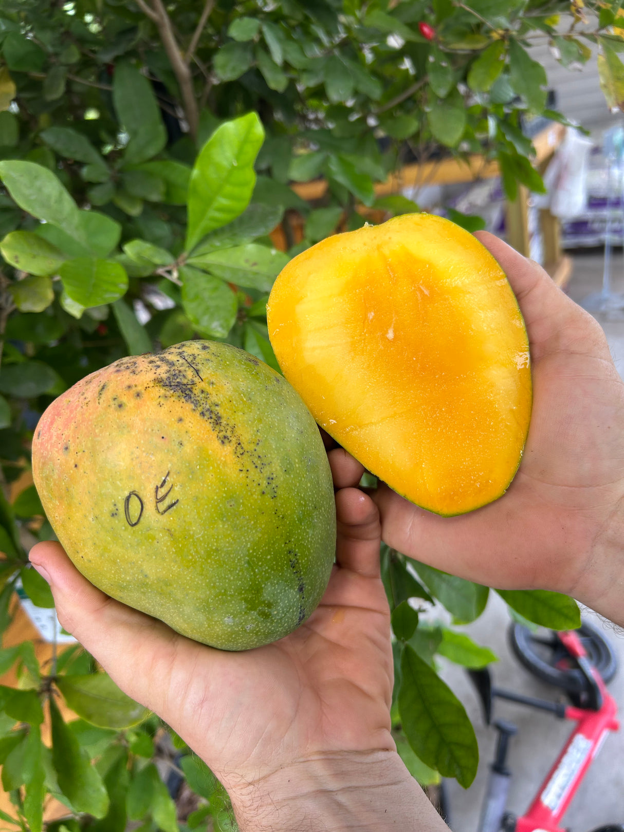 Mango Tree ‘Orange Essence’