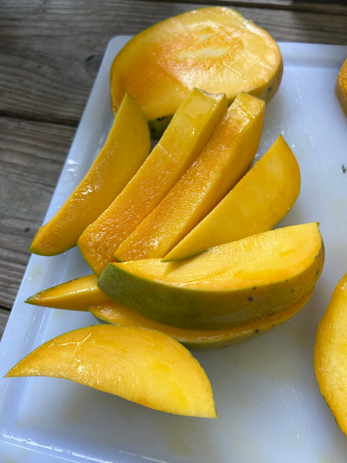 Mango Tree ‘Orange Essence’