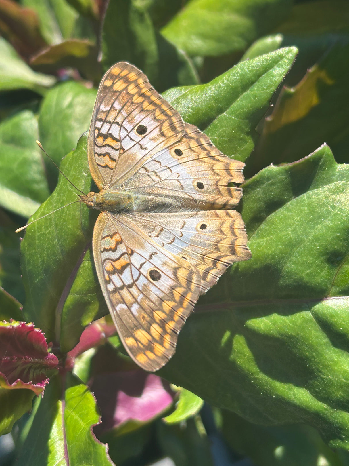 Okinawa Spinach Plant