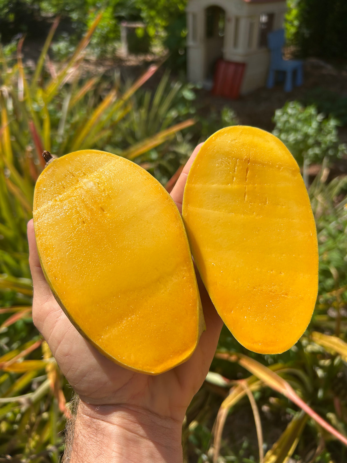 Mango Tree ‘Orange Sherbet’