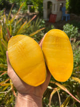 Mango Tree ‘Orange Sherbet’