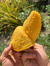 Mango Tree ‘Orange Sherbet’