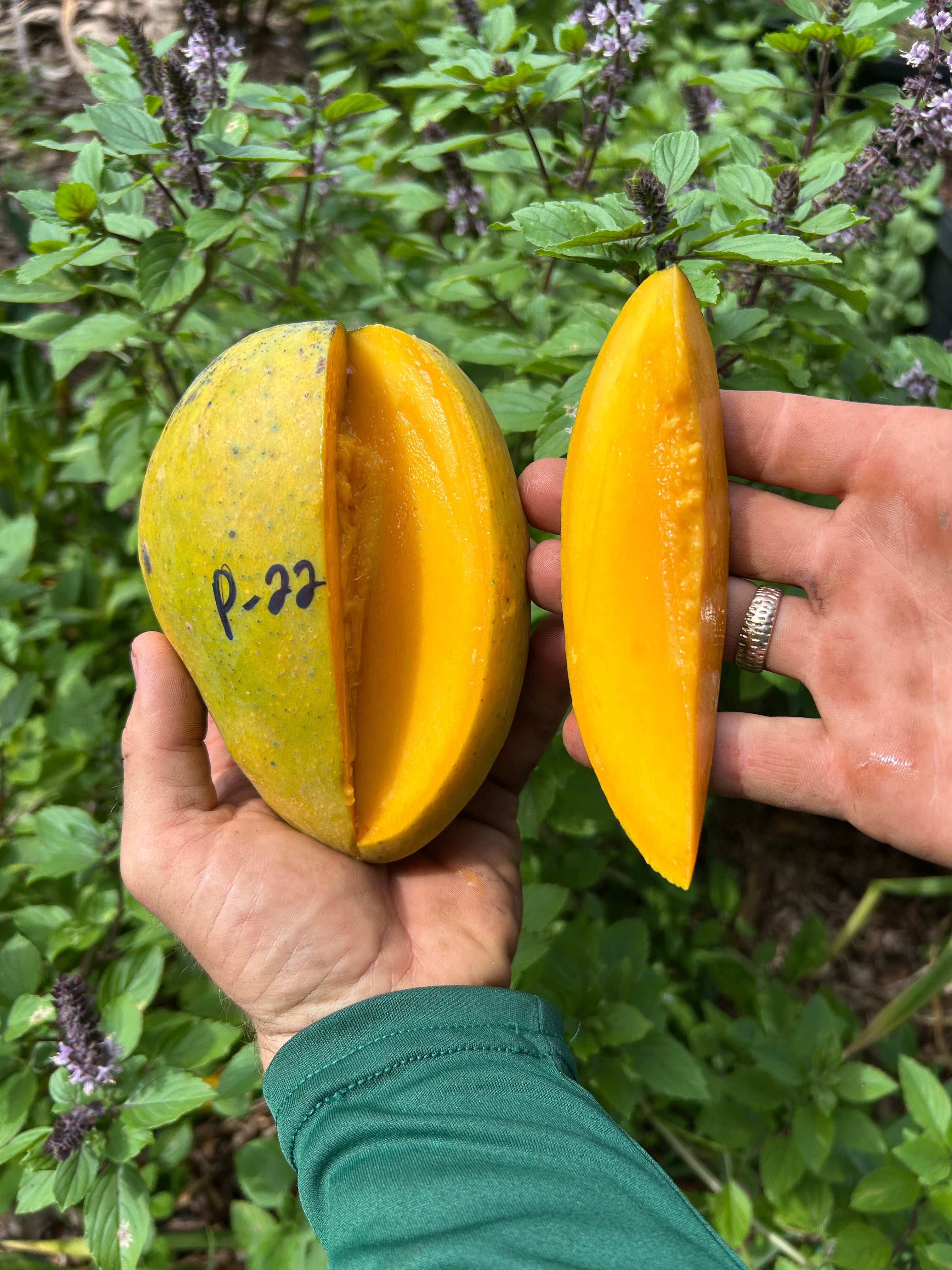 Mango Tree 'P-22' – Incredible Edible Landscapes
