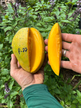 Mango Tree ‘P-22’