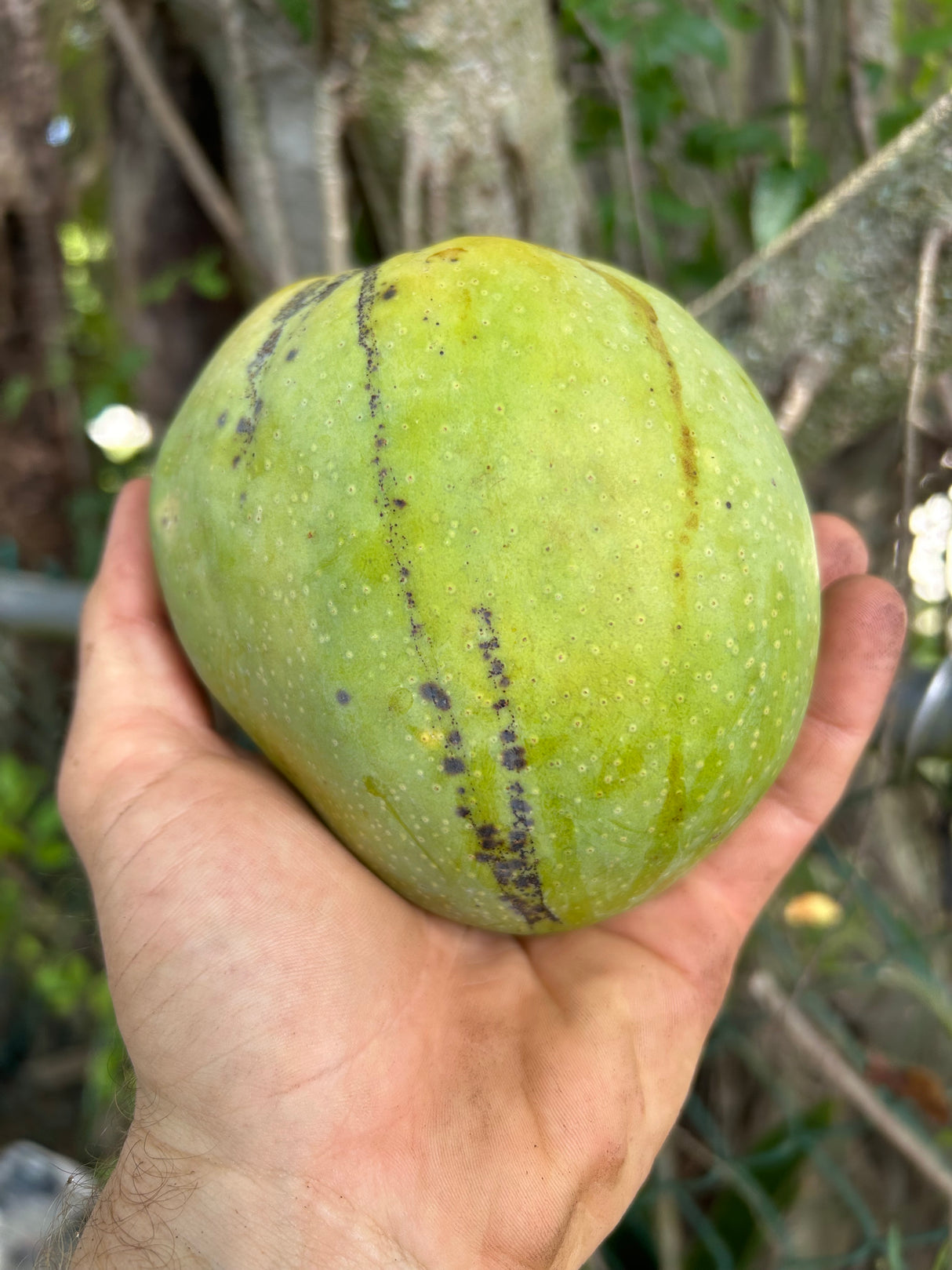 Mango Tree ‘Peach Cobbler’