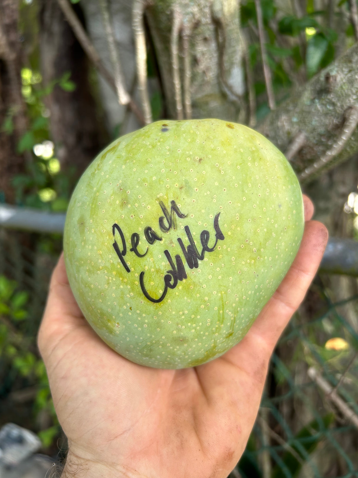 Mango Tree ‘Peach Cobbler’