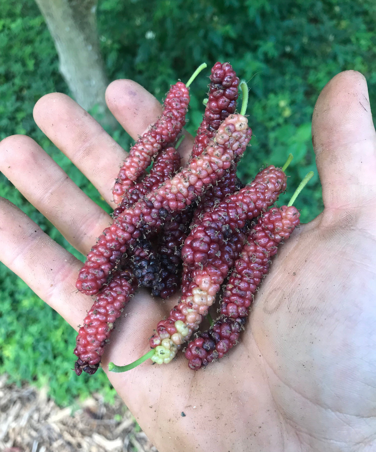 Mulberry Tree 'Pakistani'