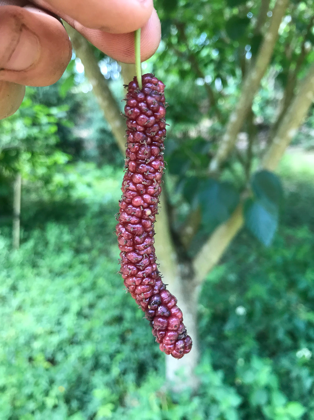 Mulberry Tree 'Pakistani'