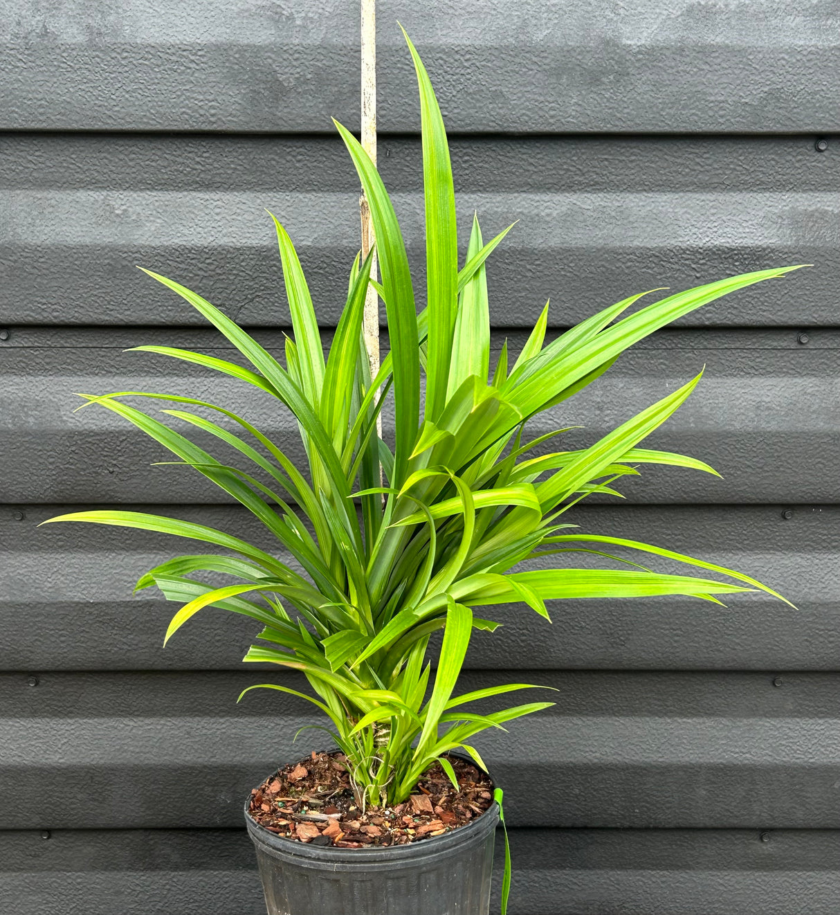 Pandan Grass Plant