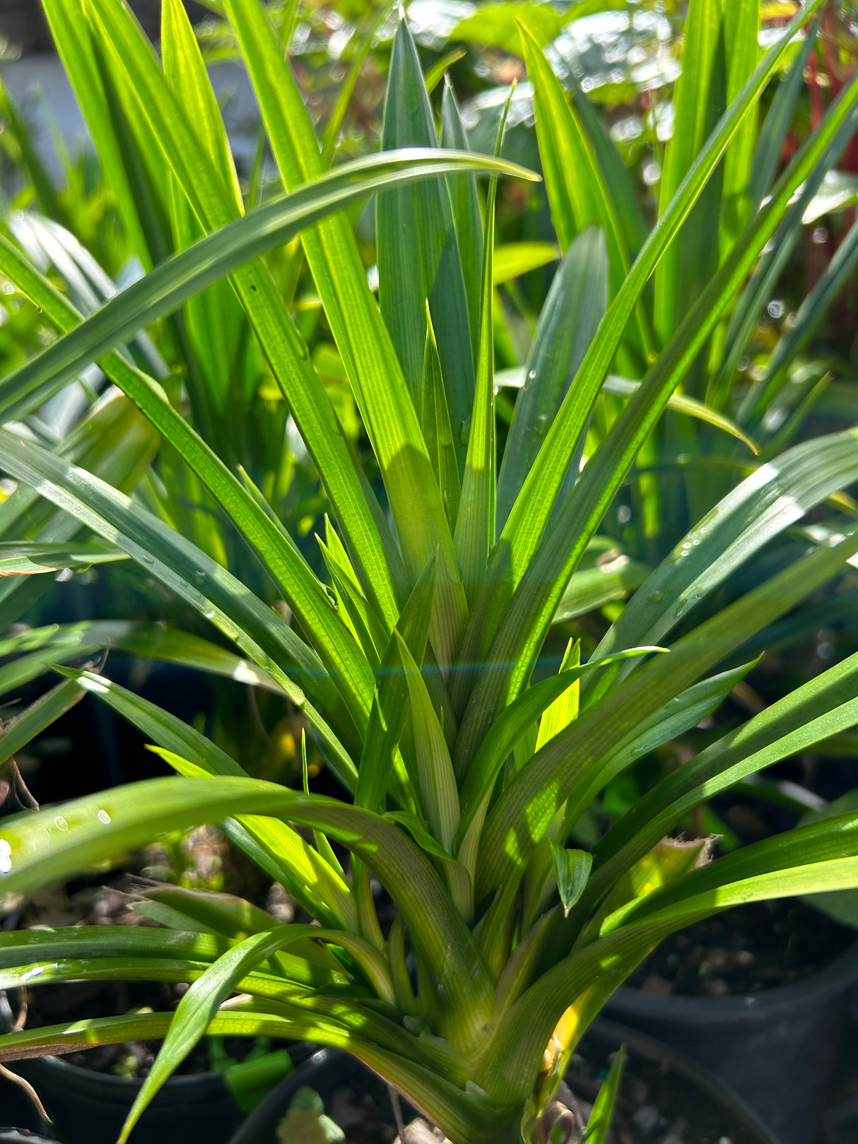 Pandan Grass Plant