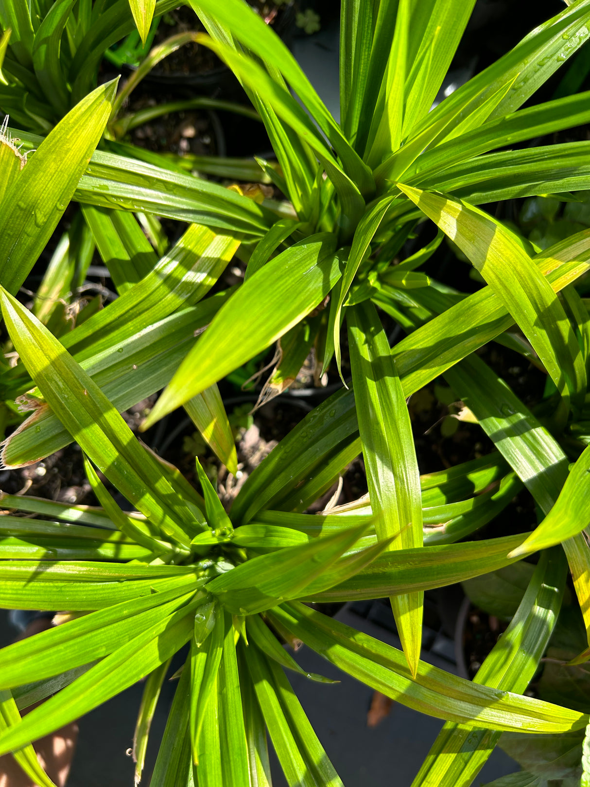 Pandan Grass Plant