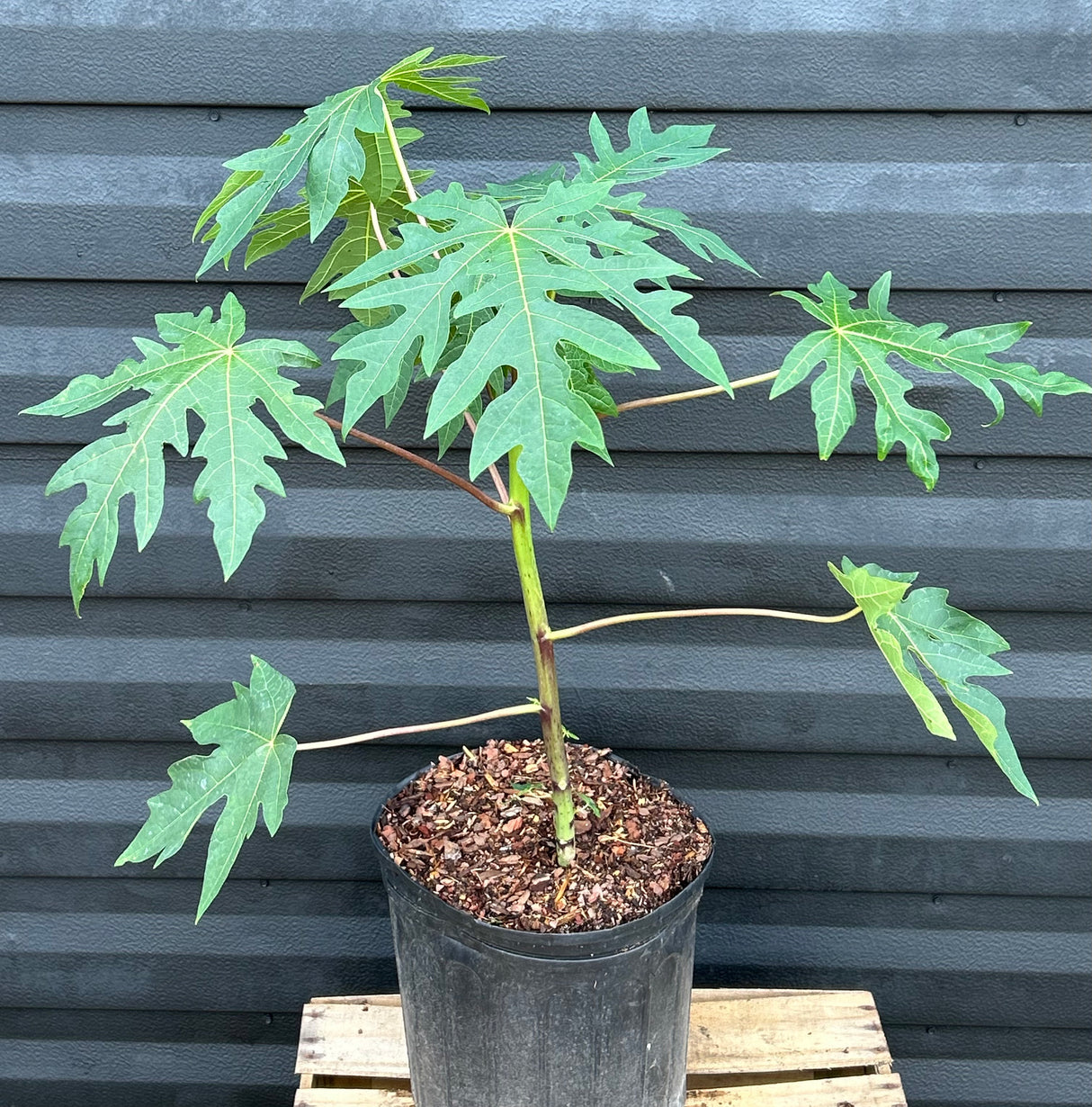 Papaya Tree 'TR Hovey'