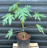 Papaya Tree 'TR Hovey'