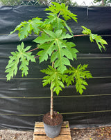Papaya Tree 'TR Hovey'