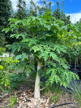 Papaya Tree 'TR Hovey'