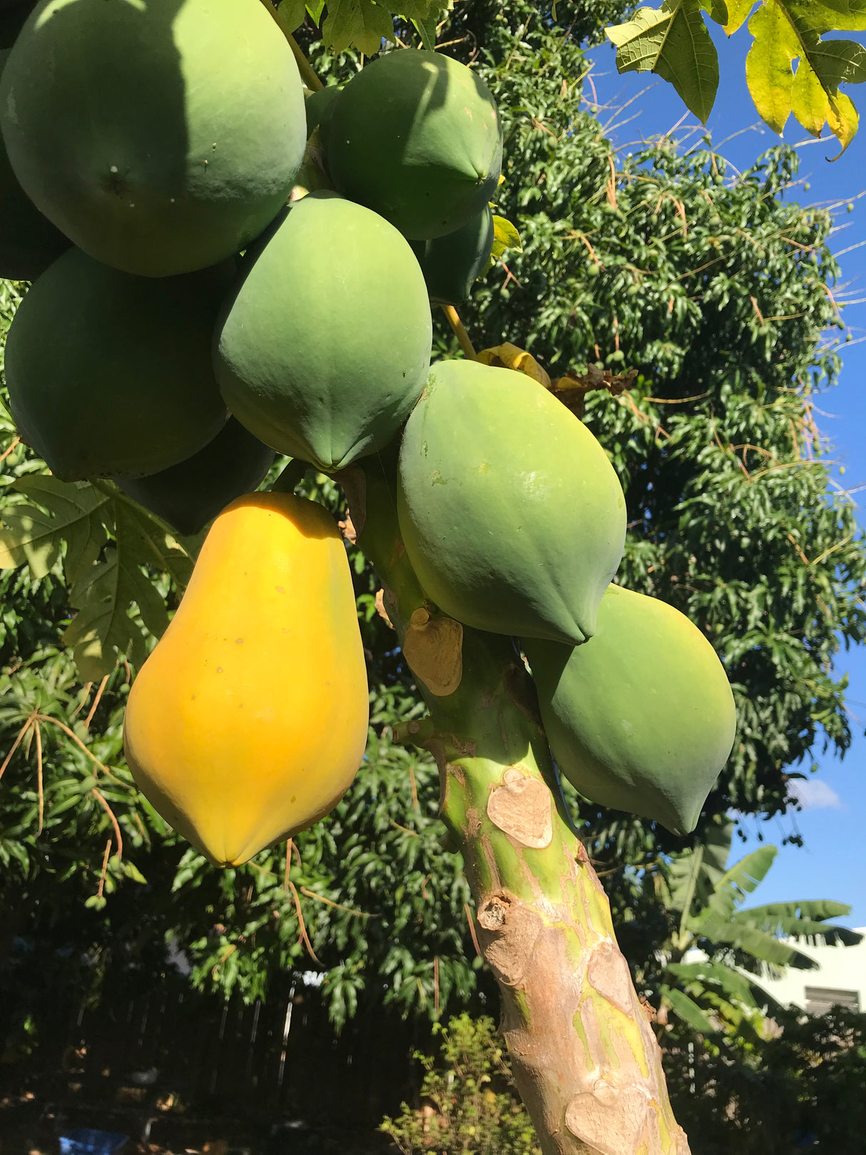 Papaya Tree 'TR Hovey'