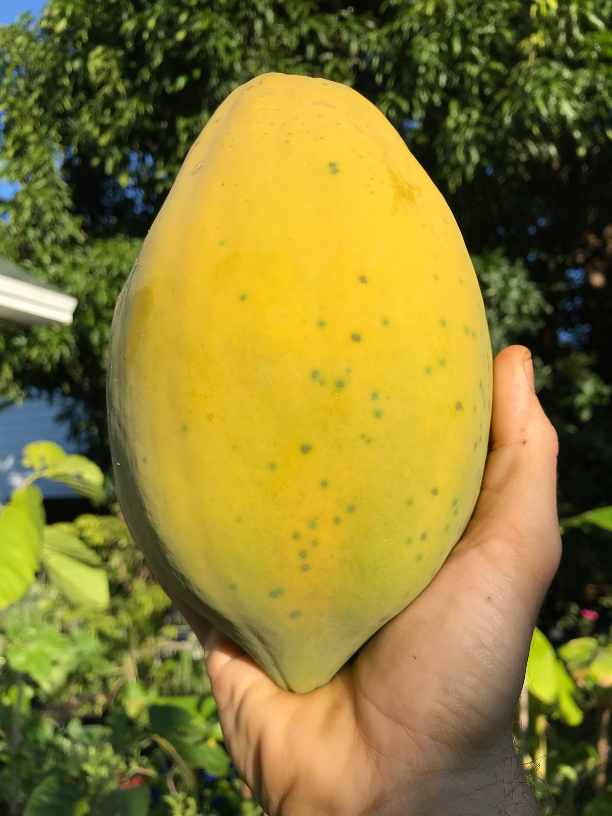 Papaya Tree 'TR Hovey'